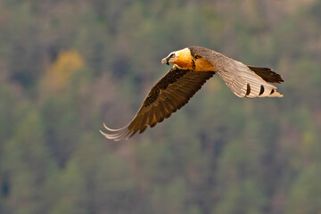 orłosęp, orłosęp brodaty (Gypaetus barbatus)