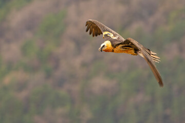 orłosęp, orłosęp brodaty (Gypaetus barbatus)
