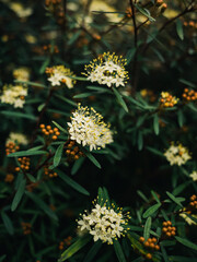 yellow flowers in the garden