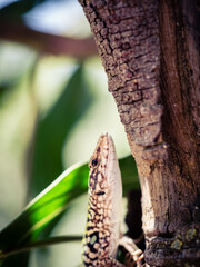 cabeza de un lagarto subiendo a un árbol