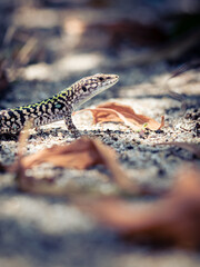 lagarto tomando el sol en la tierra