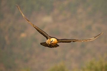 orłosęp, orłosęp brodaty (Gypaetus barbatus)