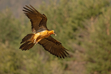 orłosęp, orłosęp brodaty (Gypaetus barbatus)