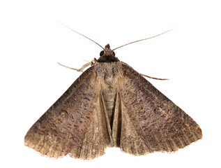 moth isolated on white, top view, clipping