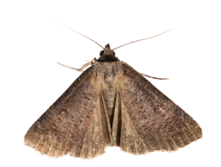 moth isolated on white, top view, clipping