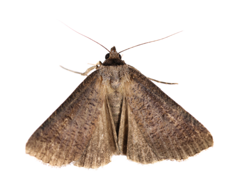 moth isolated on white, top view, clipping