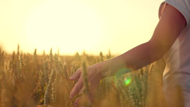 Experience the purest form of agriculture with Hand Wheat Our organic, countryside-grown wheat is nurtured under the warm sun, touched by the hands of skilled farmers. Picture a young man walking