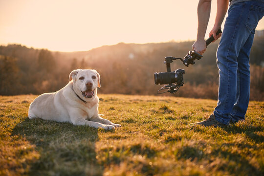 Cute dog (labrador retriever) posing for filming on meadow at sunset. Videographer holding gimbal with camera..