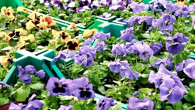 tracking close up shot of lot of Pansies of different colors in green boxes in the greenhouse