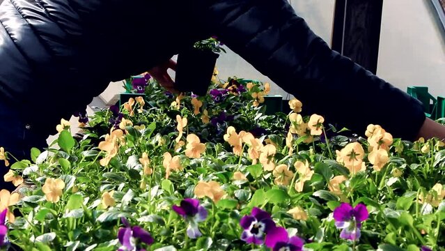 following medium shot of gardener arranges pots with yellow and purple Pansies in the greenhouse