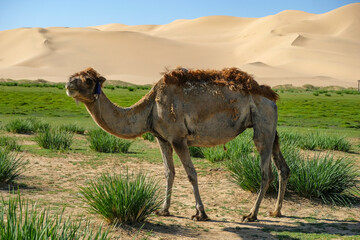 A camel in the Khongor Sand Dunes in the Gobi Desert in Mongolia.