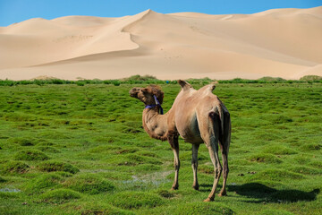 A camel in the Khongor Sand Dunes in the Gobi Desert in Mongolia. - 631756901