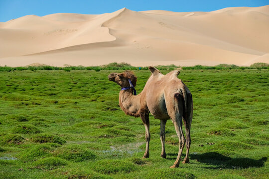 A camel in the Khongor Sand Dunes in the Gobi Desert in Mongolia.