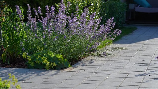 Tranquil view of sunlit blooming catnip Nepeta Racemosa growing next to paved pathwai in well-groomed garden in summer