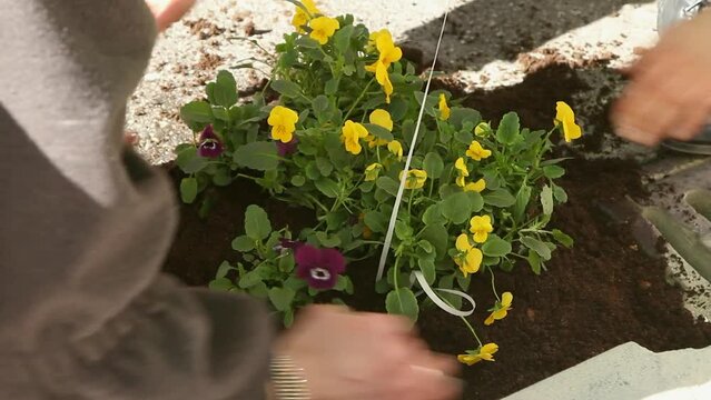 hand held close up shot of two women planting purple and yellow flowers, pansies