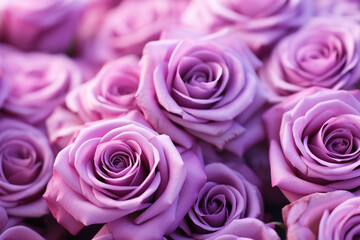 mehrere lila violet Rosen in Blütezeit. Querformat. Generative Ai.