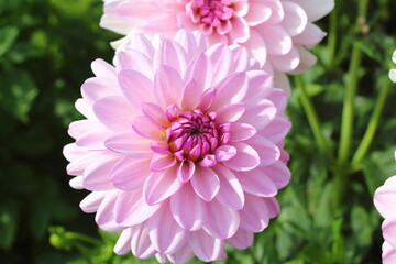 Bl&uuml;ten im Sommer