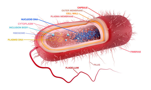Anatomy of a Rod-shaped, Gram negative bacteria. Cross section with labels. 3d illustration