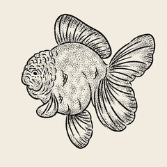 hand drawn sketch of a tattoo of a Goldfish