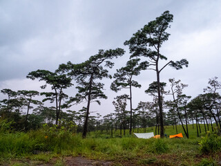Uttaradit Province, Thailand - July, 24, 2023 : Scenic of Nature at Phu Soi Dao National Park, north of Thailand.