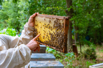 Beekeeper or apiarist looking and pointing a honeycomb frame in apiary
