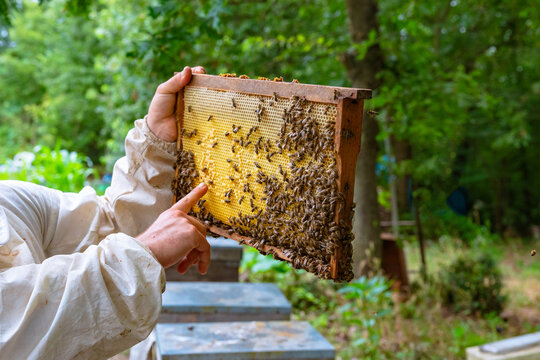 Beekeeper or apiarist looking and pointing a honeycomb frame in apiary