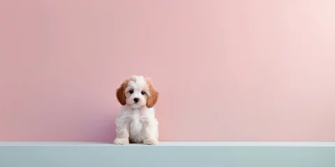 Fotobehang retrato minimalista aesthetic perro pequeño, mascota adorable sobre fondo neutro aislado, invitación para evento de mascotas, descuento veterinario  © Loktor