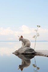 Retrato gato blanco en la naturaleza, cachorro de gato en una piedra en mitad del lago, paisaje minimalista con un gato