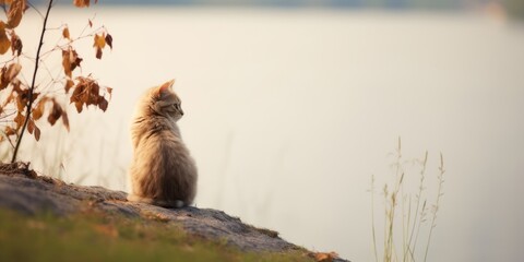 precioso gato domestico paseando por la montaña, retrato minimalista de gato en libertad mirando el horizonte  - obrazy, fototapety, plakaty