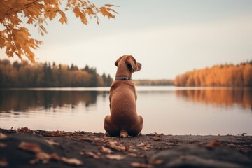 Paseando al perro al amanecer en el lago, senderismo con mascotas en el bosque, retrato minimalista de otoño - obrazy, fototapety, plakaty