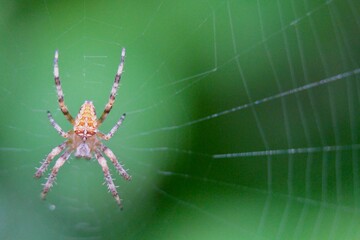 The spider species Araneus diadematus is commonly called the European garden spider, cross orbweaver, diadem spider, orangie, cross spider, and crowned orb weaver. 