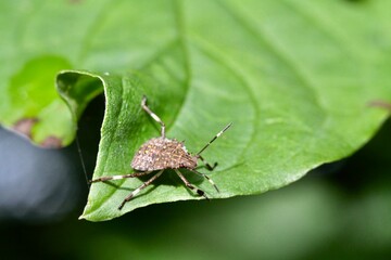 Halyomorpha halys (Heteroptera: Pentatomidae), the brown marmorated stink bug, is native to Asia and has emerged in recent decades as a major insect pest able to colonize new habitats
