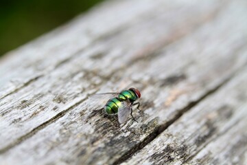 green fly resting on a wooden background