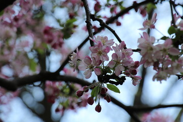 Pink cherry blossom