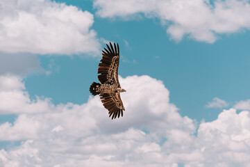 Vulture flying on an African safari in Ol Pejeta Conservancy, Kenya. Flying in the sky.