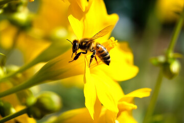 Incredible Flying Honey Bee Collecting Pollen at Yellow Flower - Created with Generative AI Tools