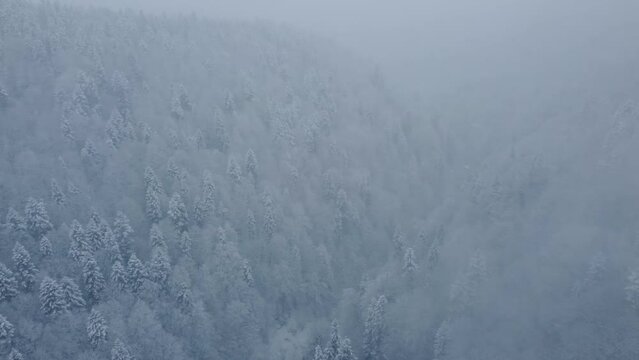 Aerial video footage of forest during heavy snow in winter time. Flying over forest during blizzard, snowstorm.