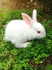 white rabbit on green grass