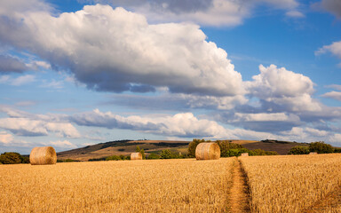Fototapeta premium Rodmell Barley fields nestled in the south downs east Sussex south east England UK