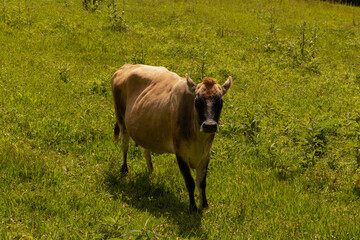Cows on green grass in sunny day.