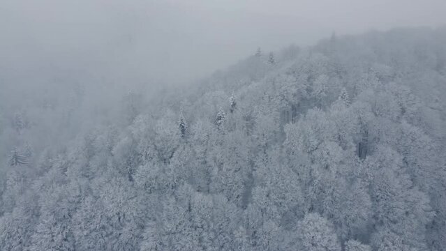 Aerial video footage of forest during heavy snow in winter season. Flying over forest during blizzard, snowstorm. Panning motion 