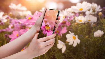 a man holding a smartphone took a picture of a bee on flowers