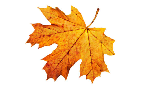 autumn yellow maple leaf isolated on white background