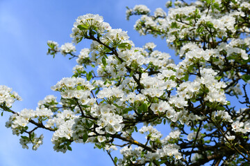 Alter Birnbaum mit weißen Blüten