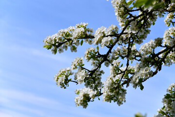 Alter Birnbaum mit weißen Blüten