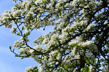 Alter Birnbaum mit weißen Blüten