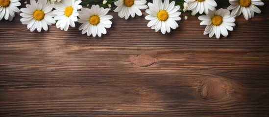 Daisy Chamomile flowers on a wooden background. Adequate space for text and copy.