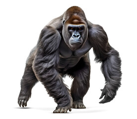 silverback gorilla running forward isolated on transparent background