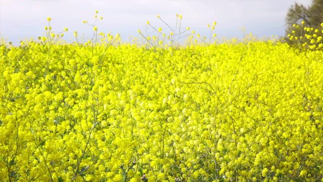 Field of yellow mustard flowers in the salt marshes of the natural reserve of Lilleau des Niges on the Ile de R&eacute; island, France