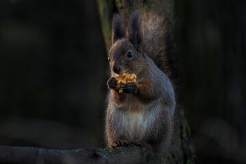Black squirrel or Sciurus niger eats a walnut on a tree branch
